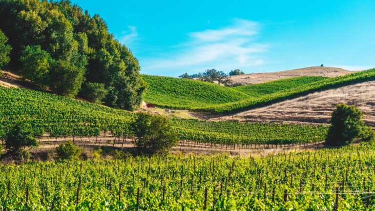 Green vineyard rolling hills in Loudoun County wine country