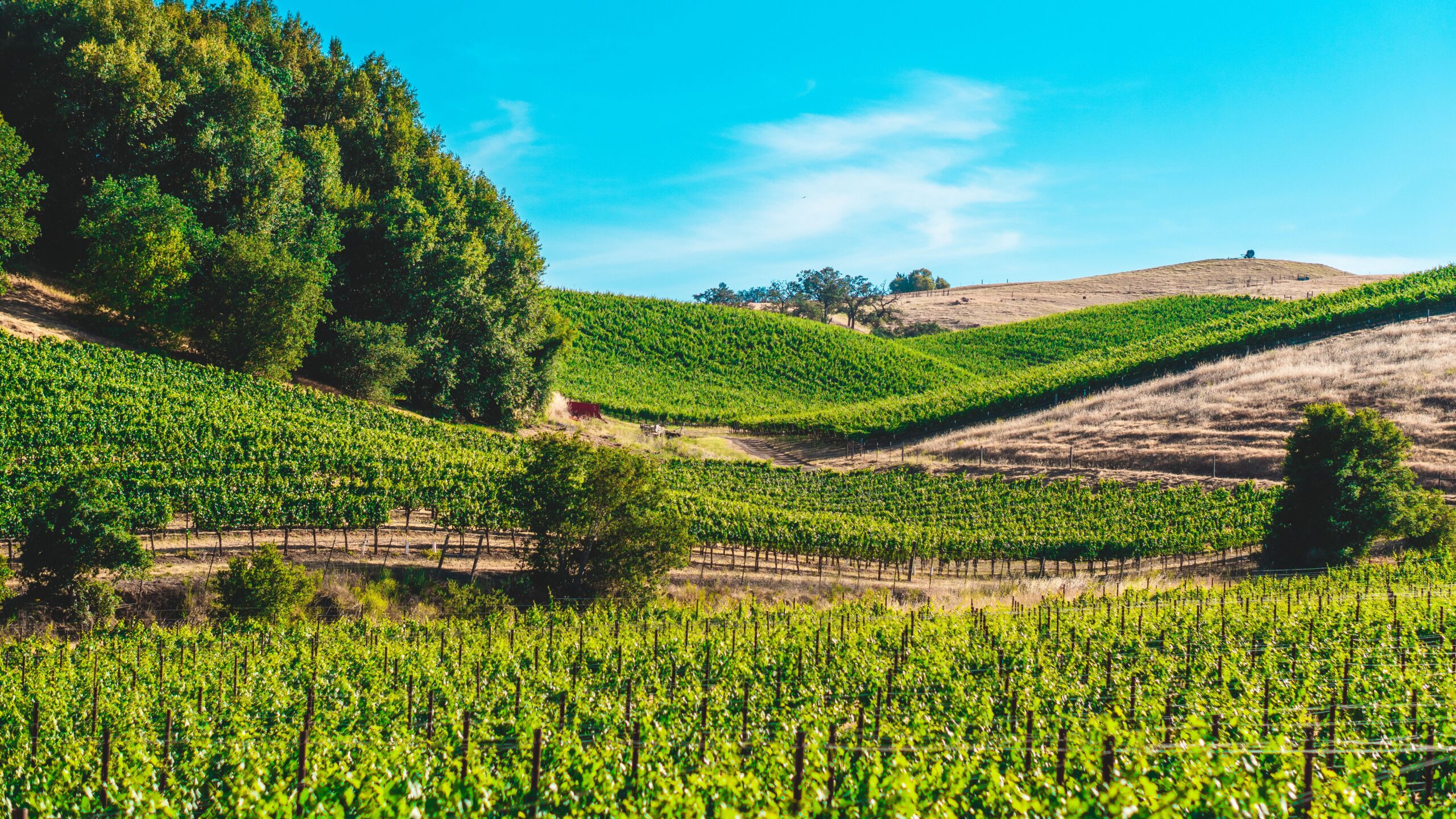 Green vineyard rolling hills in Loudoun County wine country