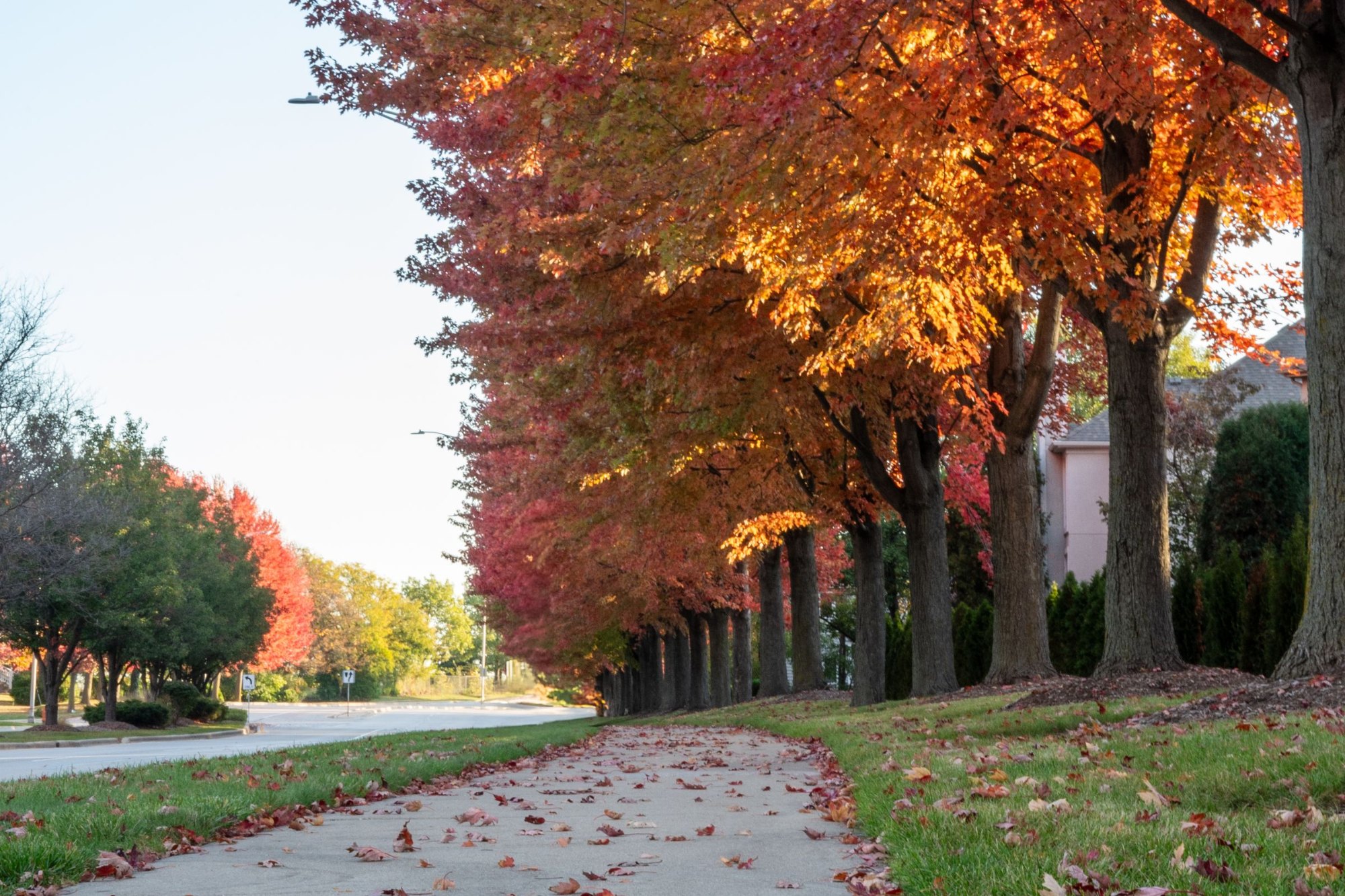 Fallen orange and red leaves scattered on a sidewalk and lawn beneath a row of maple trees in peak fall color on a residential street