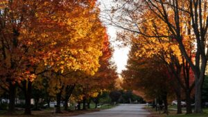 Quiet suburban street lined with tall maple trees in orange, red and gold fall color, with parked cars and lawns in the distance