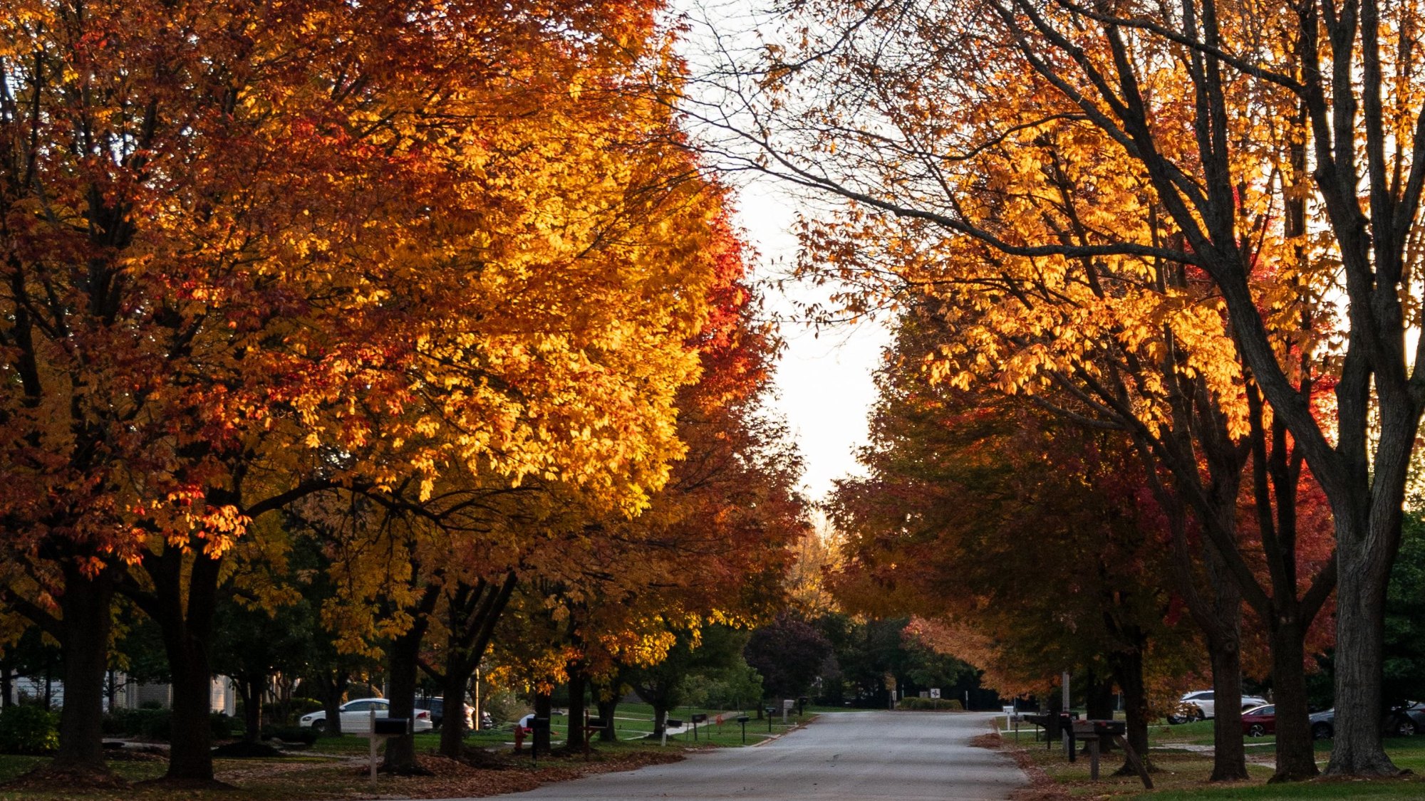 Quiet suburban street lined with tall maple trees in orange, red and gold fall color, with parked cars and lawns in the distance