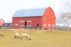 Red barn and grazing sheep at Kidwell Farm, Frying Pan Farm Park in Herndon, Virginia