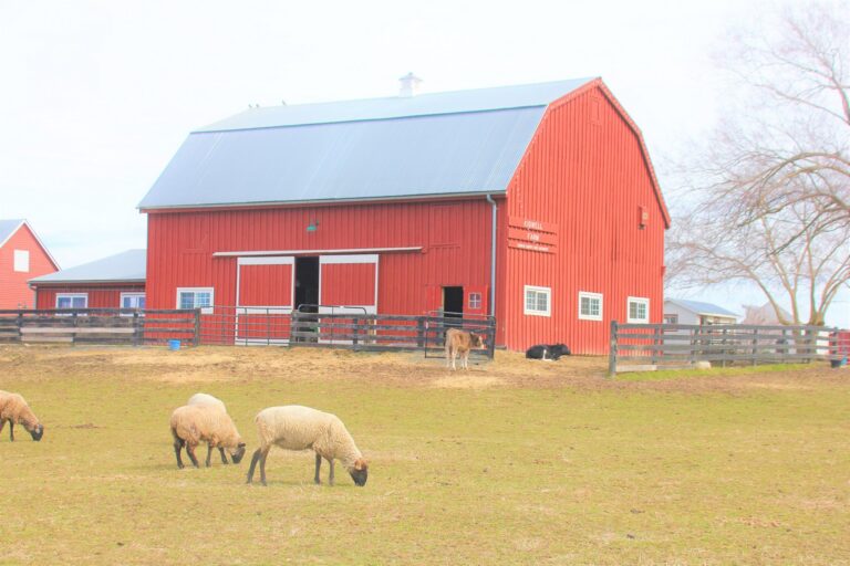 Red barn and grazing sheep at Kidwell Farm, Frying Pan Farm Park in Herndon, Virginia