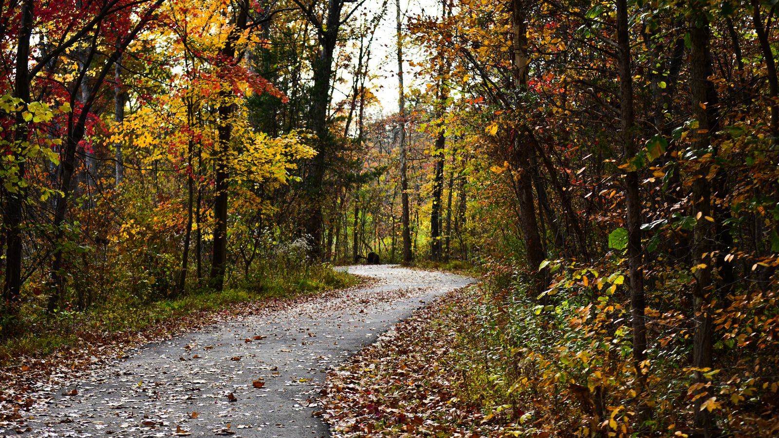 Autumn trail in Herndon, Virginia