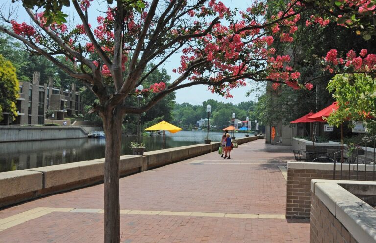 Brick waterfront promenade with crape myrtle trees at Lake Anne Plaza in Reston, Virginia
