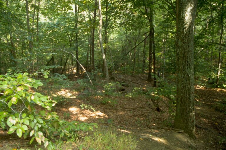 Forest scene in Prince William Forest Park, which borders the Montclair community near Dumfries, Virginia