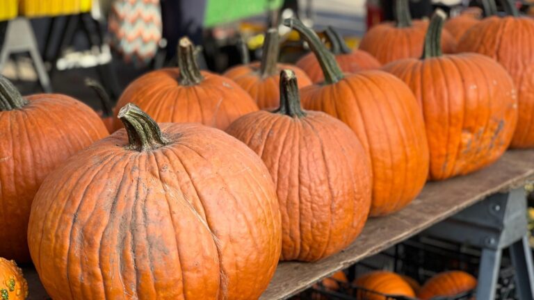 Fresh pumpkins on display at an outdoor fall farmers market, like the Saturday market at Lake Anne in Reston